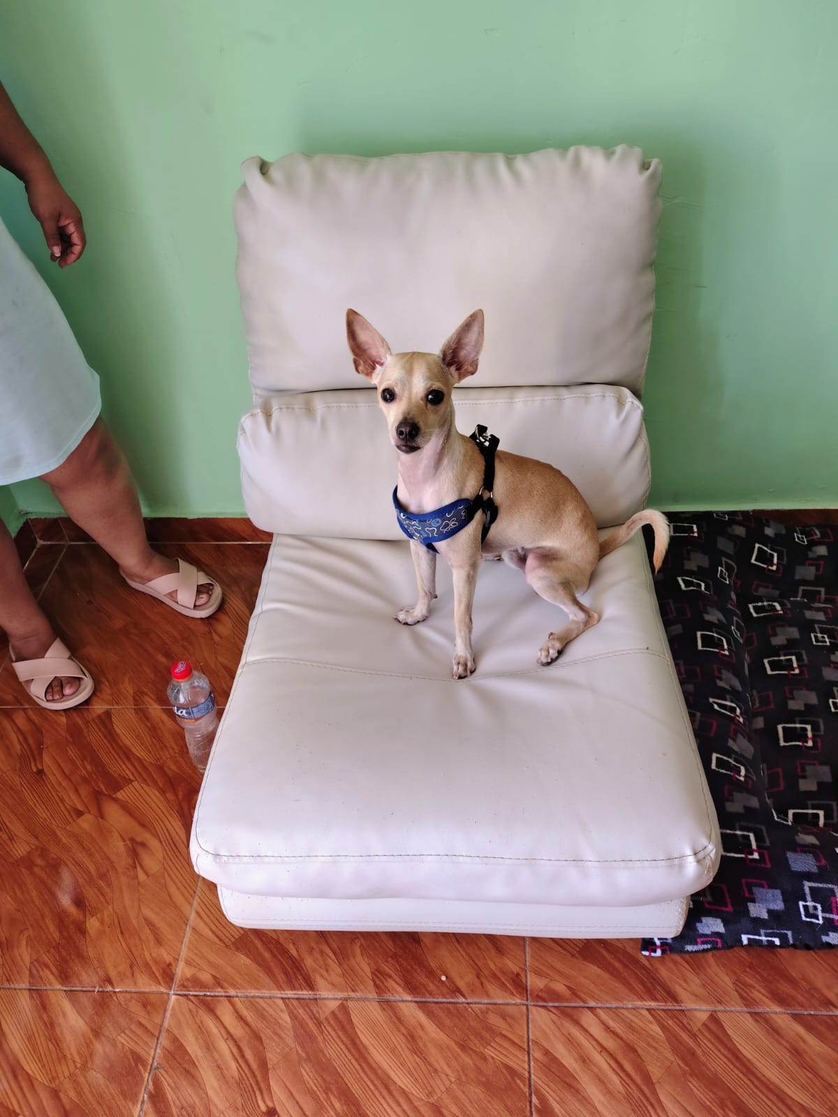 Max, energetic and playful dog, 2 years old