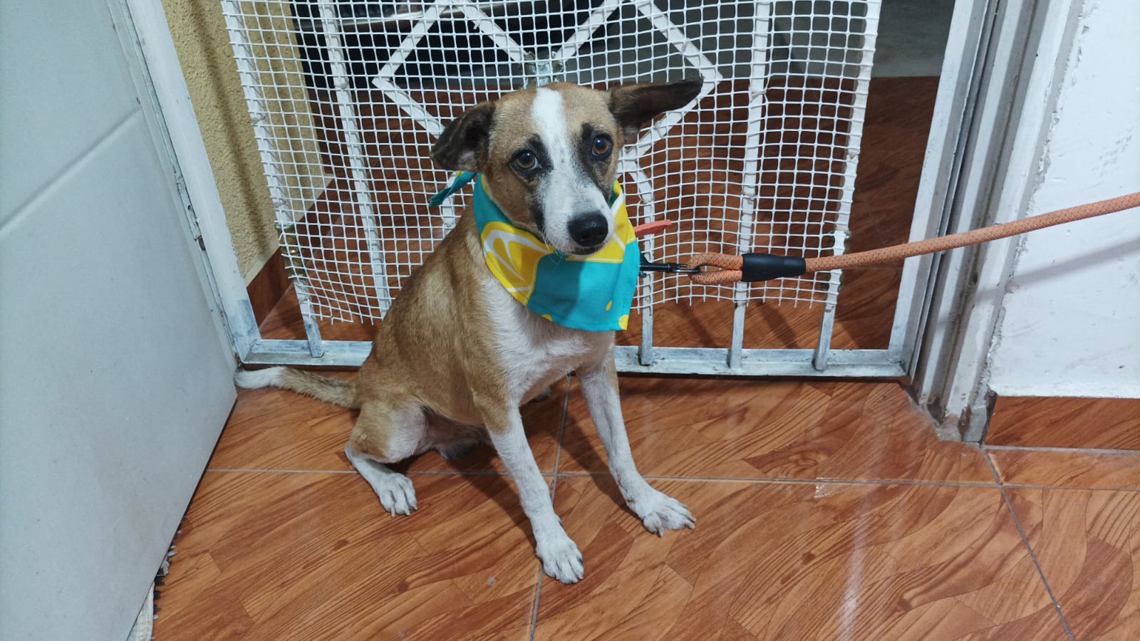 Papi, calm and protective dog adopted from the streets
